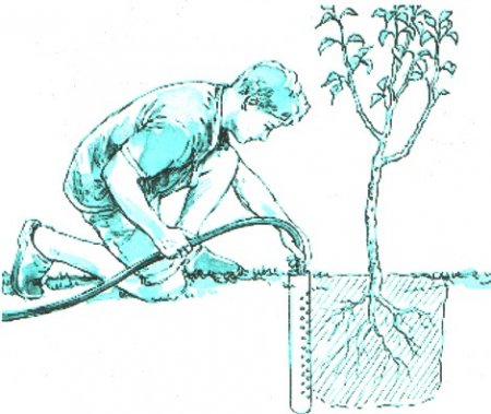 Облегчение поливки саженцев садовых деревьев