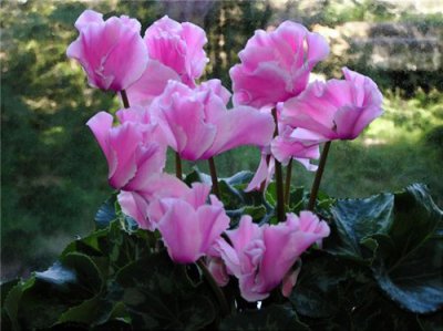 Цикламен – красивый цветок и идеальный подарок маме