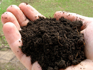 Типы почв: как распознать и что выращивать