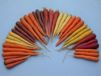 Морковный микс - разноцветная морковь