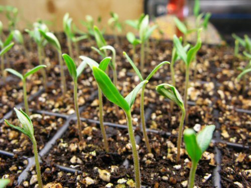Как вырастить холодостойкую рассаду