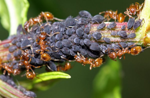 Как бороться с муравьями в огороде и в саду