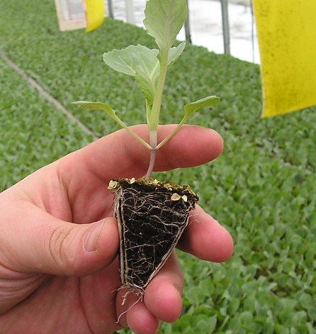 Выращивание китайской капусты пак-чой