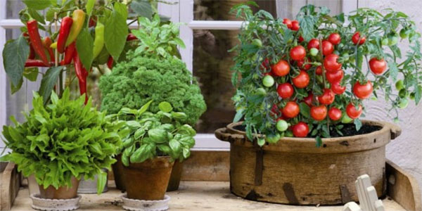 Продлеваем лето - зелень и овощи на подоконнике