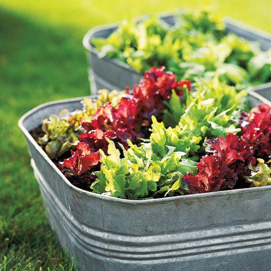 Салат с огоньком - выращиваем разноцветные салаты