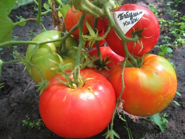 Спасаем томаты - особенности посадки томатов