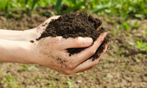 Здоровая почва - залог хороших урожаев