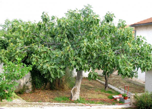 Смоква или фиговое дерево - растение из райского сада