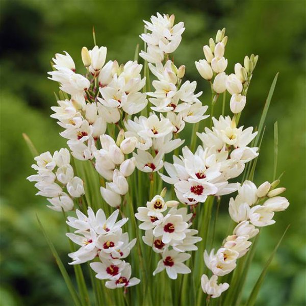 Иксия - потрясающе красивое растение с цветками-звездочками