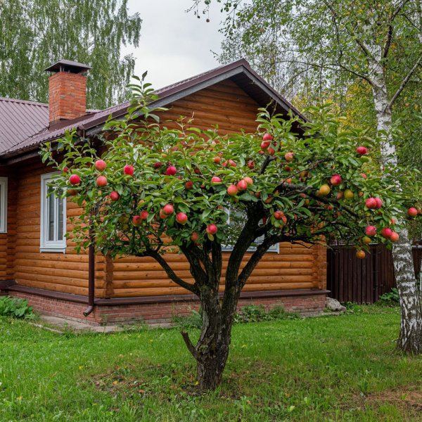 Межсезонная обрезка деревьев